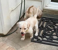 Pink, a female Labrador Retriever for sale in Fort Mill, SC – 1 of 1