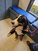 River, a female Bernese Mountain Dog for sale in Columbus, GA – Photo 3 of 4