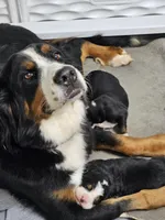 River, a female Bernese Mountain Dog for sale in Columbus, GA – Photo 1 of 4