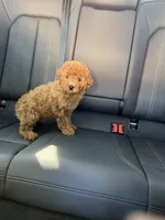 Girl 2, a female Poodle - Toy  for sale in Sacramento, CA – Photo 3 of 4