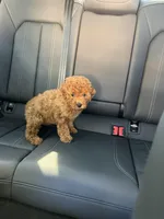 Girl 2, a female Poodle - Toy  for sale in Sacramento, CA – Photo 1 of 4