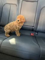 Girl 2, a female Poodle - Toy  for sale in Sacramento, CA – Photo 4 of 4