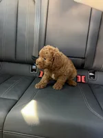 Boy 4, a male Poodle - Toy  for sale in Sacramento, CA – Photo 3 of 4