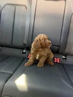 Boy 4, a male Poodle - Toy  for sale in Sacramento, CA – Photo 2 of 4