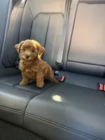Girl 1, a female Poodle - Toy  for sale in Sacramento, CA – Photo 3 of 4