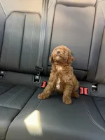 Boy 4, a male Poodle - Toy  for sale in Sacramento, CA – Photo 4 of 4