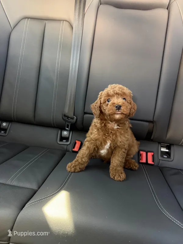 Boy 4 – Poodle - Toy  puppy for sale in Sacramento, CA