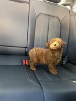 Girl 1, a female Poodle - Toy  for sale in Sacramento, CA – Photo 2 of 4