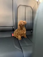 Girl 1, a female Poodle - Toy  for sale in Sacramento, CA – Photo 1 of 4