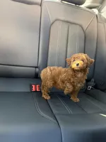 Girl 1, a female Poodle - Toy  for sale in Sacramento, CA – Photo 4 of 4