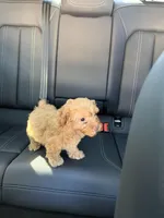 boy 2, a male Poodle - Toy  for sale in Sacramento, CA – Photo 3 of 4
