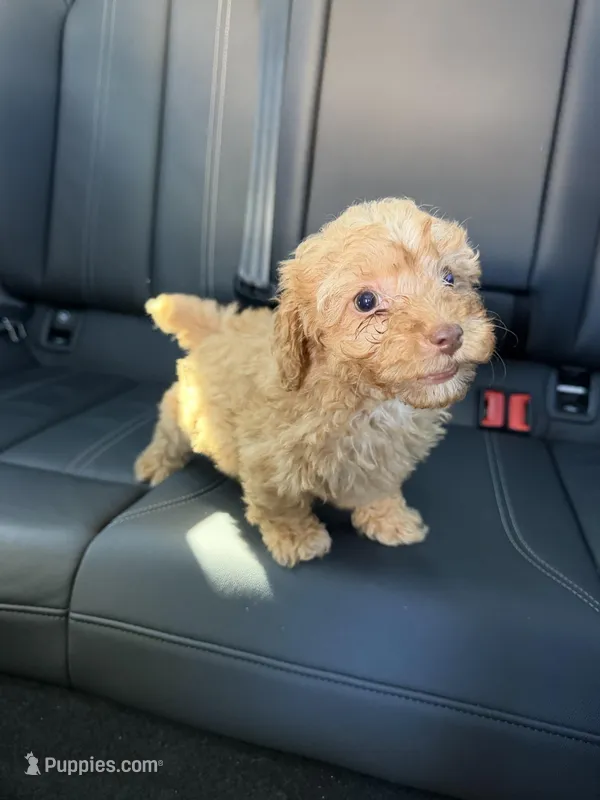 boy 2 – Poodle - Toy  puppy for sale in Sacramento, CA