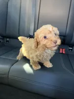boy 2, a male Poodle - Toy  for sale in Sacramento, CA – Photo 1 of 4