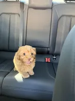 boy 2, a male Poodle - Toy  for sale in Sacramento, CA – Photo 2 of 4