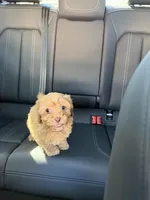 boy 2, a male Poodle - Toy  for sale in Sacramento, CA – Photo 4 of 4