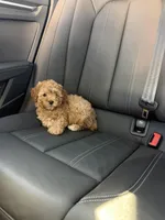 Boy 3, a male Poodle - Toy  for sale in Sacramento, CA – Photo 3 of 4