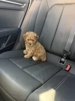 Boy 3, a male Poodle - Toy  for sale in Sacramento, CA – Photo 4 of 4