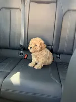 Boy 3, a male Poodle - Toy  for sale in Sacramento, CA – Photo 2 of 4