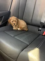 Boy 3, a male Poodle - Toy  for sale in Sacramento, CA – Photo 1 of 4