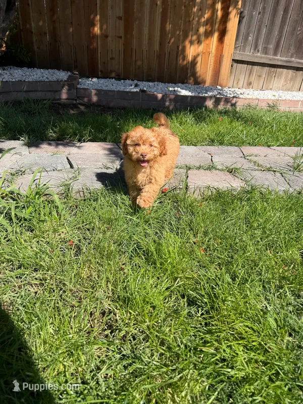 boy 2 – Poodle - Toy  puppy for sale in Sacramento, CA