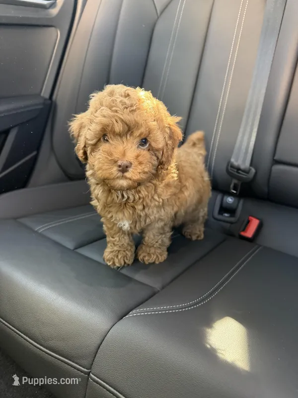 Boy 1 – Poodle - Toy  puppy for sale in Sacramento, CA