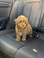 Boy 1, a male Poodle - Toy  for sale in Sacramento, CA – Photo 3 of 3