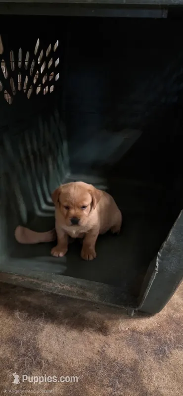 Lab Girl – Labrador Retriever puppy for sale in Minneapolis, MN