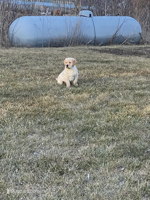 Lab Boy – Labrador Retriever puppy for sale in Minneapolis, MN