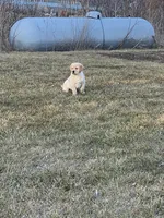Lab Boy, a male Labrador Retriever for sale in Minneapolis, MN – 1 of 1