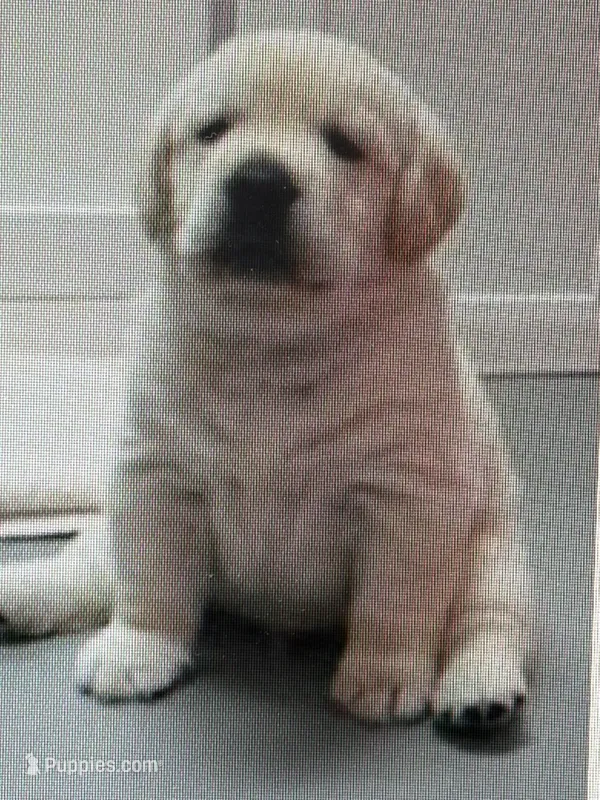 White Lab Girl – Labrador Retriever puppy for sale in Minneapolis, MN