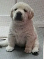 White Lab Girl, a female Labrador Retriever for sale in Minneapolis, MN – 1 of 1