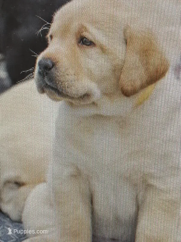 White Lab Girl – Labrador Retriever puppy for sale in Minneapolis, MN