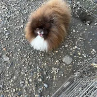 TinyBoyHugeCoat, a male Pomeranian for sale in Minneapolis, MN – Photo 2 of 5