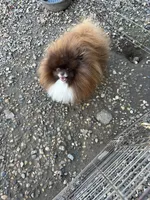 TinyBoyHugeCoat, a male Pomeranian for sale in Minneapolis, MN – Photo 2 of 5