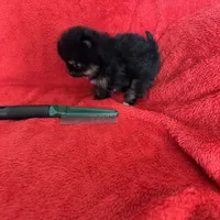 TinyBoyHugeCoat, a male Pomeranian for sale in Minneapolis, MN – Photo 1 of 5