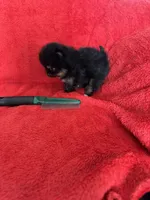 TinyBoyHugeCoat, a male Pomeranian for sale in Minneapolis, MN – Photo 1 of 5