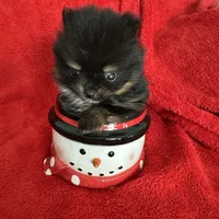 TinyBoyHugeCoat, a male Pomeranian for sale in Minneapolis, MN – Photo 3 of 5