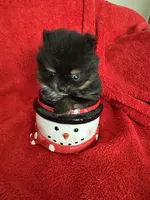 TinyBoyHugeCoat, a male Pomeranian for sale in Minneapolis, MN – Photo 3 of 5