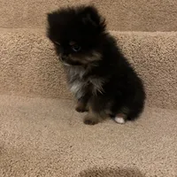 TinyBoyHugeCoat, a male Pomeranian for sale in Minneapolis, MN – Photo 5 of 5