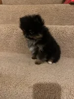 TinyBoyHugeCoat, a male Pomeranian for sale in Minneapolis, MN – Photo 5 of 5