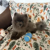 Boba-BigCoat, a male Pomeranian for sale in Minneapolis, MN – Photo 1 of 2