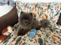 Boba-BigCoat, a male Pomeranian for sale in Minneapolis, MN – Photo 1 of 2