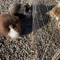 Boba-BigCoat, a male Pomeranian for sale in Minneapolis, MN – Photo 2 of 2