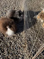 Boba-BigCoat, a male Pomeranian for sale in Minneapolis, MN – Photo 2 of 2