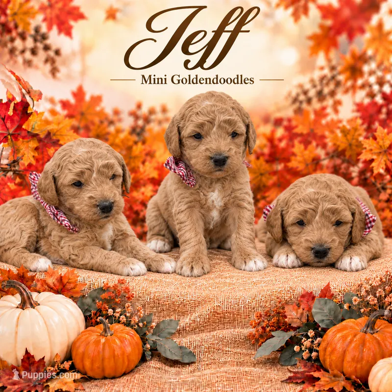 Jeff – Goldendoodle puppy for sale in Saint Anthony, ID