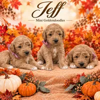 Jeff, a male Goldendoodle for sale in Saint Anthony, ID – 1 of 1