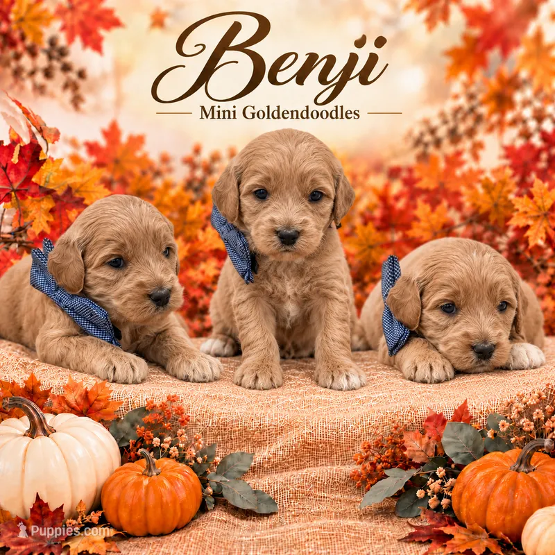 Benji  – Goldendoodle puppy for sale in Saint Anthony, ID