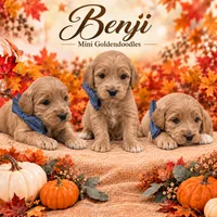 Benji , a male Goldendoodle for sale in Saint Anthony, ID – 1 of 1