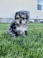 Mickey , a male Aussiedoodle for sale in Rigby, ID – 4 of 4