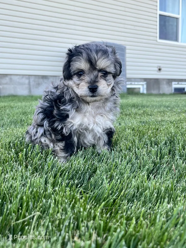 Mickey  – Aussiedoodle puppy for sale in Rigby, ID